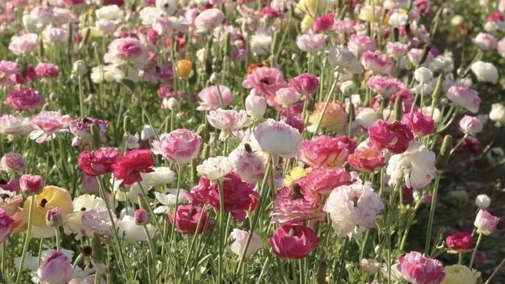 种植花卉