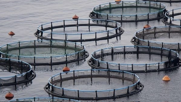 淡水养殖与捕捞